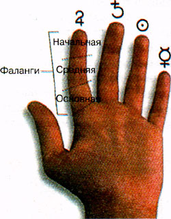 Пальцы и фаланги