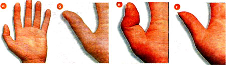 Длина и форма большого пальца