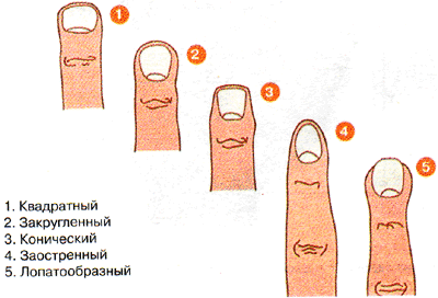 Пять основных форм кончиков пальцев