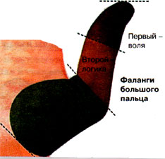 Фаланги большого пальца