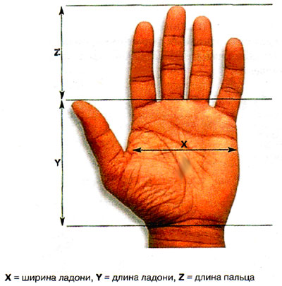 Измерение ладони